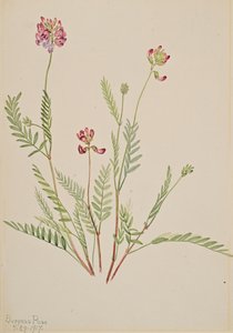 Věta alpská Astragalus bourgovii, 1917. od Mary Vaux Walcott