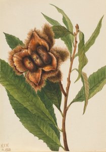 Kaštanovník jedlý (Castanea dentata) od Mary Vaux Walcott