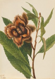 Americký kaštan Castanea dentata, 1932.