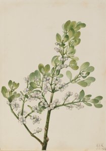 Americké jmelí Phoradendron flavescens, 1923.