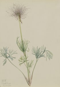 Koniklec lidový (Pulsatilla ludoviciana) od Mary Vaux Walcott