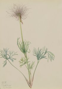 Koniklec americký Pulsatilla ludoviciana, 1920. od Mary Vaux Walcott