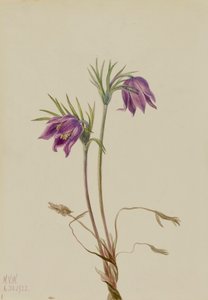 Koniklec americký Pulsatilla ludoviciana, 1922. od Mary Vaux Walcott