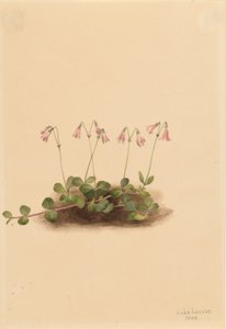 Americká dvouletka (Linnaea borealis americana) od Mary Vaux Walcott