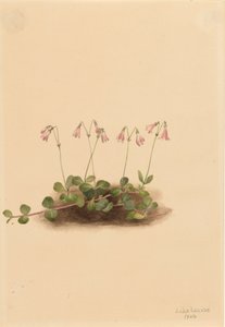 Twinflower americký Linnaea borealis americana, 1902. od Mary Vaux Walcott
