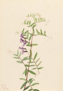 Vikev americká (Vicia americana) od Mary Vaux Walcott
