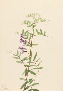 Americká Vetch Vicia americana, 1922. od Mary Vaux Walcott