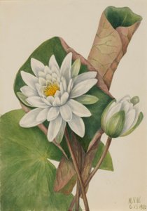 Leknín americký (Castalia odorata) od Mary Vaux Walcott
