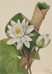 Americký leknín Castalia odorata, 1920. od Mary Vaux Walcott