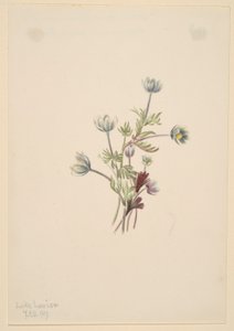 Sasanka (Anemone drummondii) od Mary Vaux Walcott