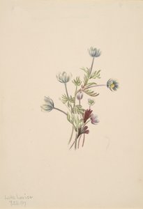 Anemone Anemone drummondii, 1907. od Mary Vaux Walcott