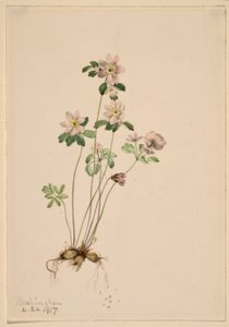 Anemonella (Syndesmon thalictroides) od Mary Vaux Walcott
