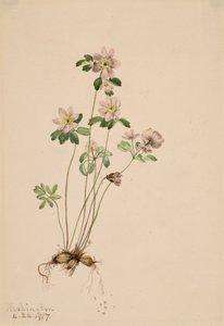 Anemonella Syndesmon thalektroides, 1917. od Mary Vaux Walcott