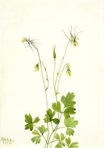 Aquilegia ecalcarata, 1935. od Mary Vaux Walcott