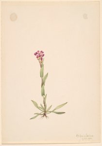 Arabis lyallii, 1916. od Mary Vaux Walcott