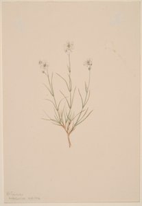Arenaria formosa od Mary Vaux Walcott