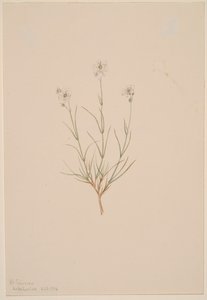 Pískovec Formosa, 1904. od Mary Vaux Walcott
