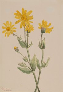 Arnika (Arnica latifolia) od Mary Vaux Walcott