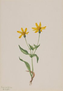 Arnica alpina od Mary Vaux Walcott