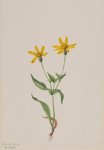 Arnica alpina, 1905. od Mary Vaux Walcott