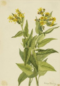 Arrowleaf Svízel Senecia triangularis, 1916. od Mary Vaux Walcott