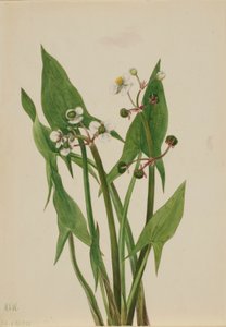 Arum Arrowhead (Sagittaria cuneata) od Mary Vaux Walcott