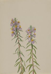 Aster Aster hirariifolius, 1923. od Mary Vaux Walcott