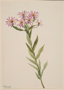 Aster Engelmann od Mary Vaux Walcott
