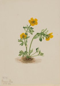 Avalanche Buttercup Ranunculus suksdorfii, 1919. od Mary Vaux Walcott