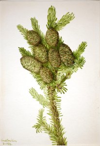 Balsam Fir Albies fraseri, 1932. od Mary Vaux Walcott