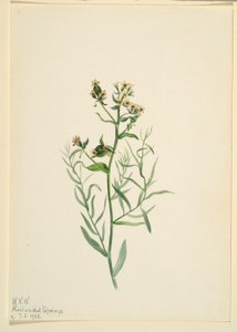 Ropucha bastardova (Comandra pallida) od Mary Vaux Walcott