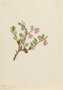 Medvědice lékařská (Arctostaphylos uva-ursi) od Mary Vaux Walcott