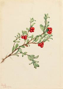 Medvědice Arctostaphylos uva-ursi, 1916. od Mary Vaux Walcott