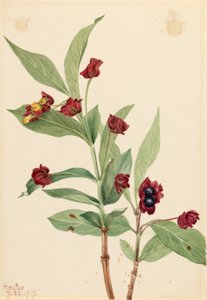 Zimolez medvědí (Lonicera involucrata)