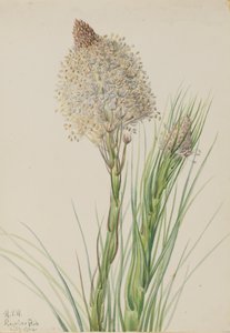 Beargrass Xerophyllum tenax, 1924. od Mary Vaux Walcott