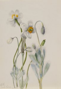 Medvědí mák (Arctomecon merriami) od Mary Vaux Walcott
