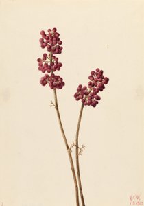 Krásnoplodka (Callicarpa americana) od Mary Vaux Walcott