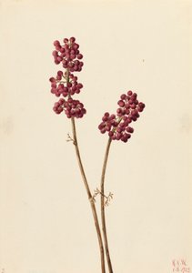 Beauty Berry Callicarpa americana, 1923. od Mary Vaux Walcott