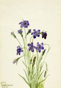 Zvonek (Campanula) od Mary Vaux Walcott