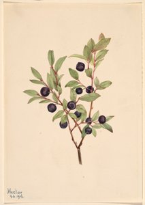 Velká borůvka (Vaccinium membranaceum) od Mary Vaux Walcott