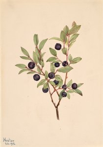 Velká borůvka Vaccinium membranaceum, 1916. od Mary Vaux Walcott
