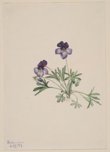 Fialka ptačí (Viola pedata) od Mary Vaux Walcott