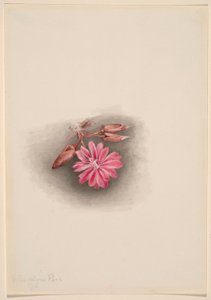 Bitterroot (Lewisia redivivia) od Mary Vaux Walcott