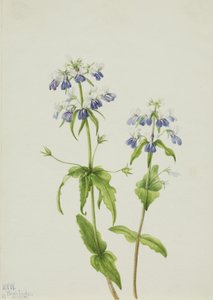 Modrooká Mary Collinsia verna, 1927. od Mary Vaux Walcott