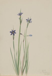 Modroočka úzkolistá (Sisyrinchium angustifolium) od Mary Vaux Walcott