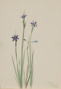 Modroočka Sisyrinchium angustifolium, 1920. od Mary Vaux Walcott