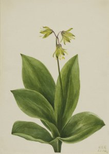 Modrý korálek (Clintonia borealis) od Mary Vaux Walcott