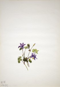 Modrá kolumbie (Aquilegia saximontana) od Mary Vaux Walcott