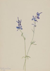 Modrý skřivan (Delphinium nuttallianum) od Mary Vaux Walcott