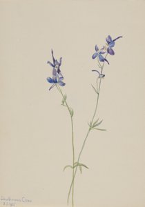 Blue Larkspur Delphinium nuttallianum, 1905. od Mary Vaux Walcott